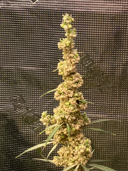 New Drop - Balance Pollen - Supply Limited