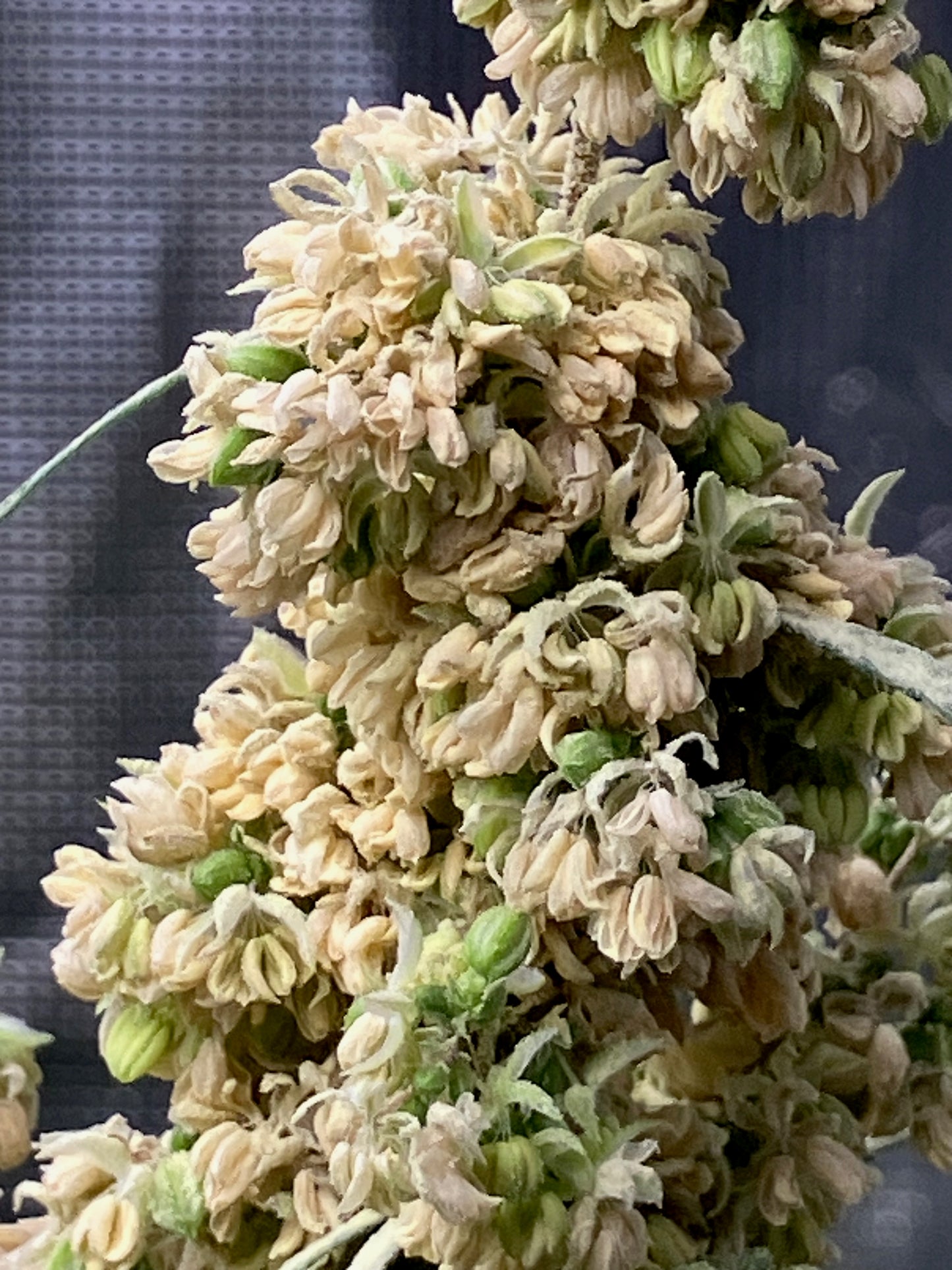 New Drop - Balance Pollen - Supply Limited