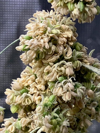 New Drop - Balance Pollen - Supply Limited
