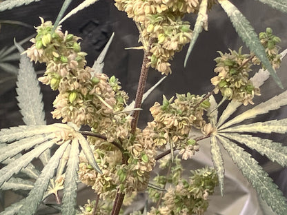 New Drop - Balance Pollen - Supply Limited