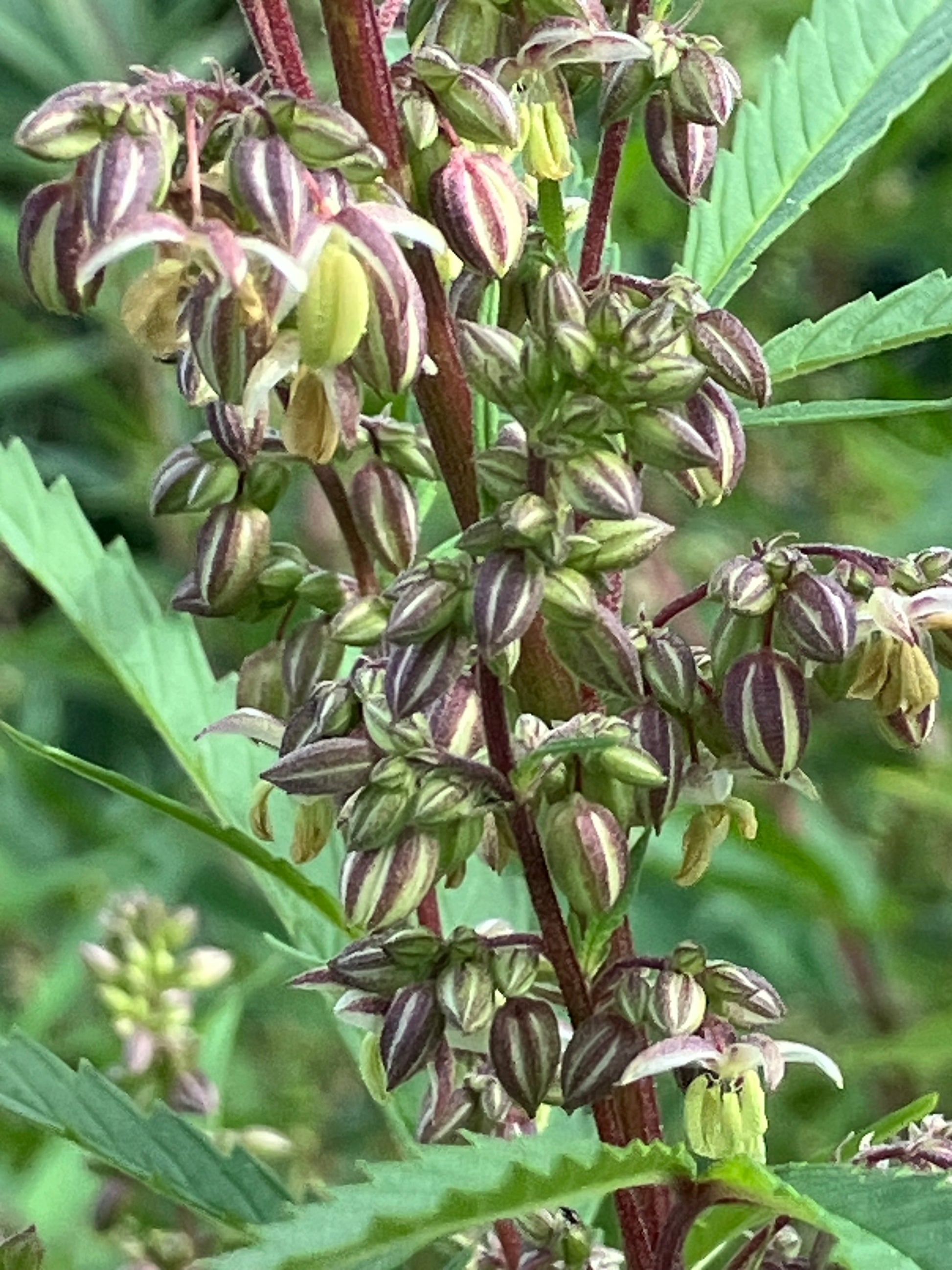 male marijuanas plant seeds Lamb's Breath Pure Cannabis Pollen – Lamb's Breath Seeds