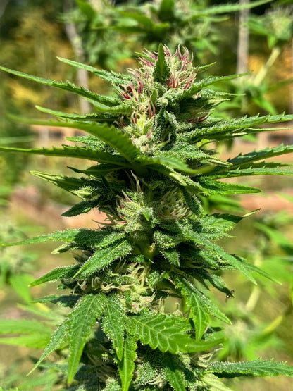 Lamb's Breath Legend seeds